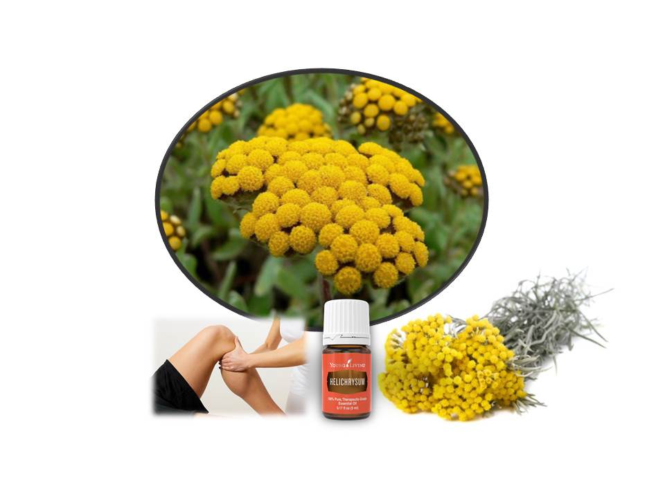 All About Helichrysum Okc Massage Clinic